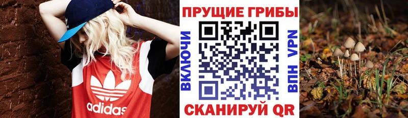 Псилоцибиновые грибы Cubensis Купить Кириши